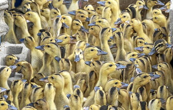 gara-2024-07-09-Noticia