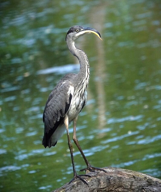Koartza hauskara mutantea.