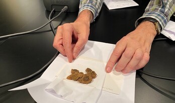 La nueva especie descubierta es similar al musgo.