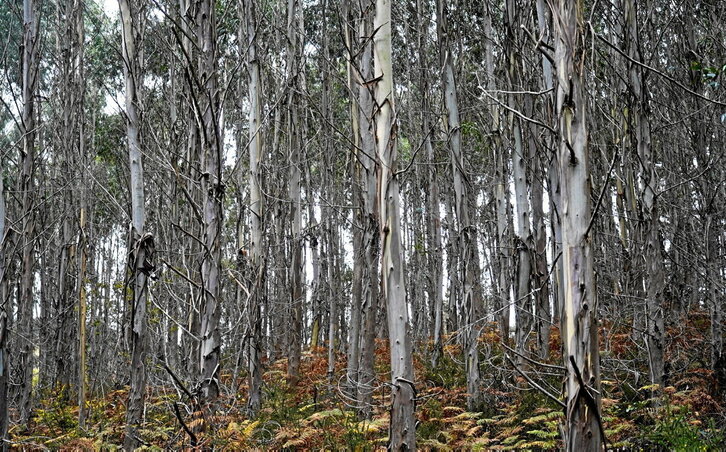 Bosque de eucaliptos en Bizkaia.