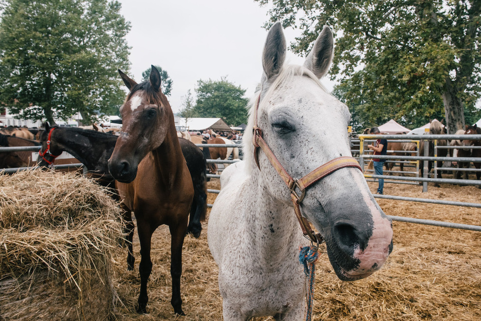Foire de Garris 