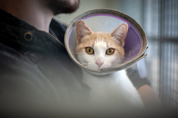 Chaque été, les associations constatent une recrudescence des abandons d'animaux de compagnie.