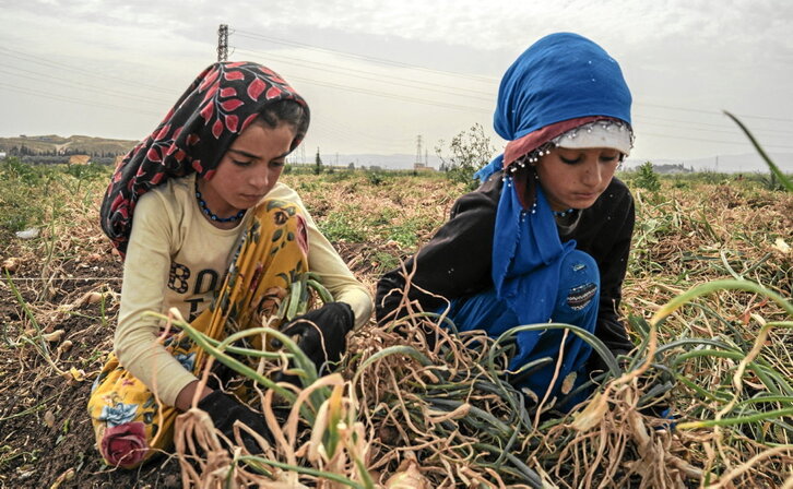 Dos niñas trabajan en la recogida de cebollas en la provincia turca de Hatay, cercana a la frontera con Siria.