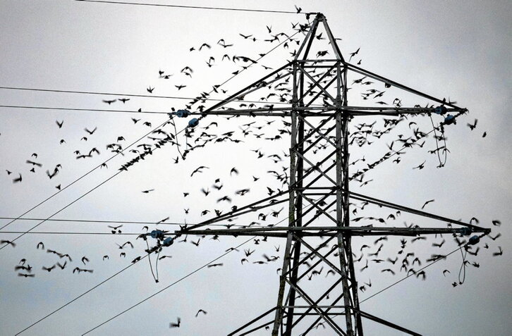 Las afecciones a aves se contabilizan y a veces multan, lo que contribuye a mayor transparencia.