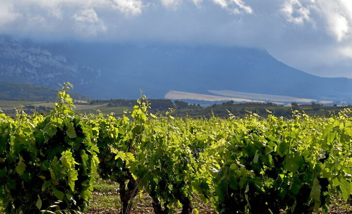 Viñedos de la Bodega Ostatu, en Samaniego.