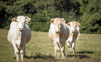 En 2023, 1700 élevages de bovins du Pays Basque avaient été touchés par la maladie hémorragique épizootique.