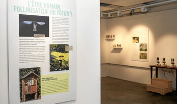 Entre 235 et 577 milliards de dollars annuels de la production agricole mondiale dépendent des pollinisateurs, d’après la Plateforme intergouvernementale sur la biodiversité et les services écosystémiques.