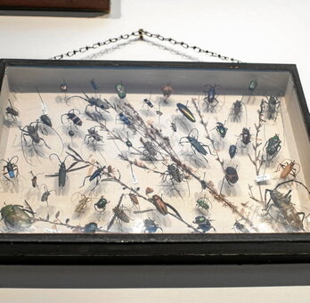 Des dizaines d’insectes pollinisateurs sont présentés.