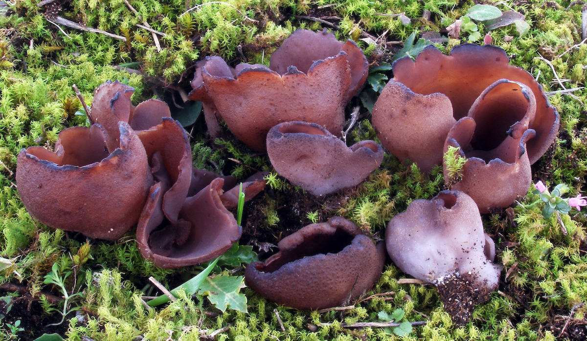 Phylloscypha boltonii. Onddo hau, hareatza eta dunetan ateratzen da gehienbat. Oso espezie urria da eta bere egoera eta interesagatik jarraitzeko espeziea litzateke. Argazkia Santioko hondartze-dunetan aterata dago. (Joxepo TERES)