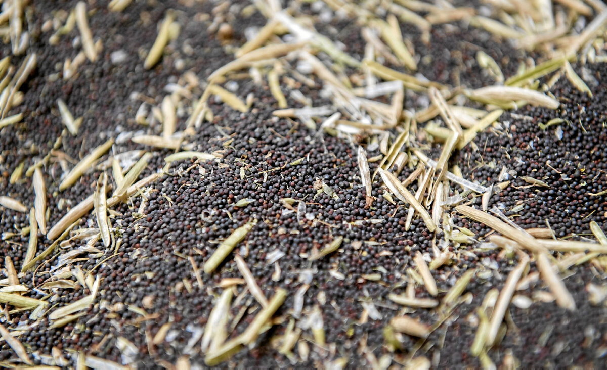 Haziak ezinbestekoak dira baratze eta soroen biziraupena bermatzeko. Irudian, brokoli haziak. (Gorka RUBIO / FOKU)