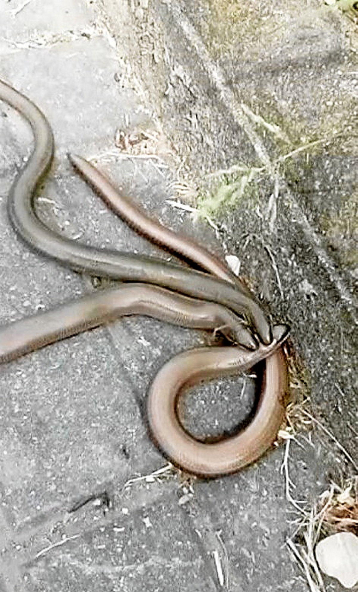 Urko Azpiazuk 2023ko maiatzaren 6an Astigarragako Oialume auzoan ateratako argazkia: bi ar eme berari lepotik helduta. (Urko AZPIAZU)