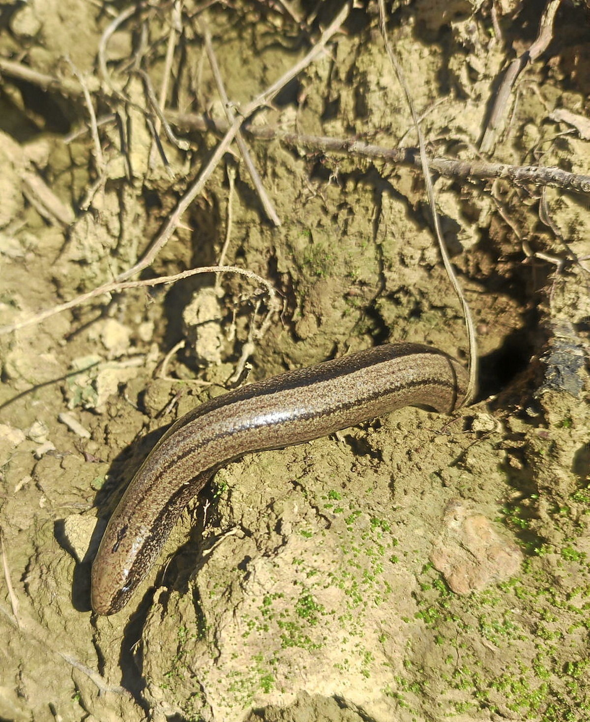 Emea, haurdun, zulotik atera eta eguzkia hartzen. (Iñaki SANZ-AZKUE)