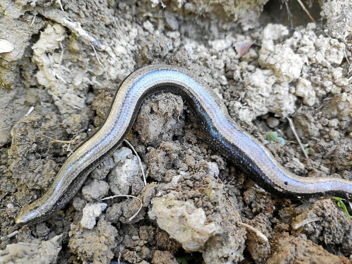 Emea haurdun. (Iñaki SANZ-AZKUE)