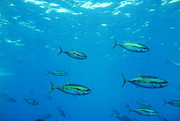 Atun mojak, Bizkaiko Golkoko uretan.