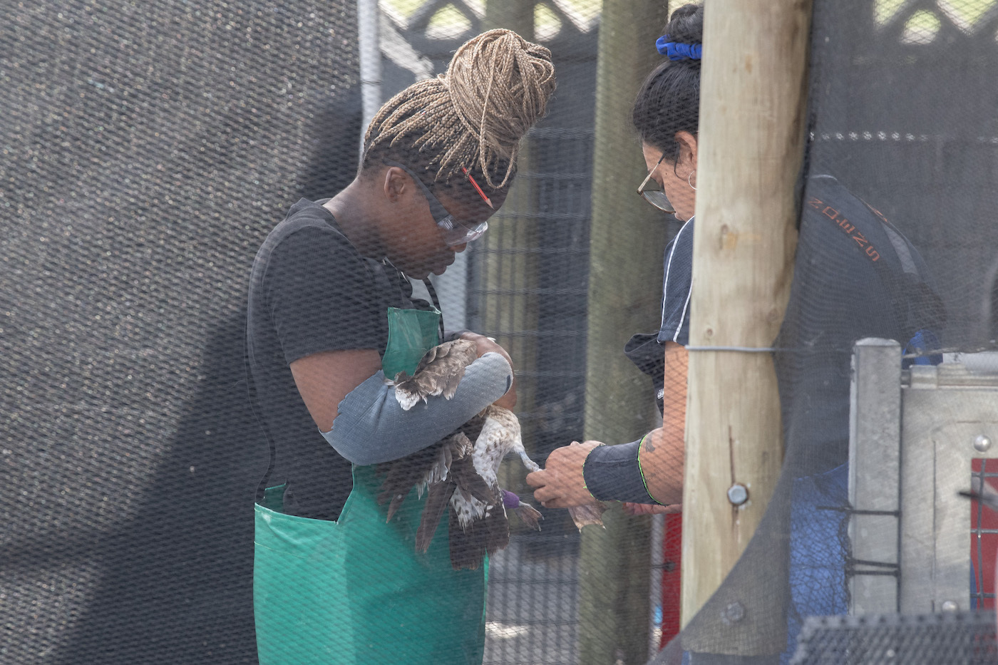 Capturados y colocados con cuidado en una caja de cartón, los pingüinos son trasladados a una clínica especializada donde se les cura antes de ser liberados. (R. BOSCH | AFP)