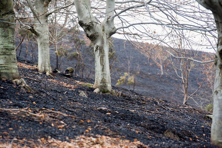 Fd-2024-12-31-giz151231_0013