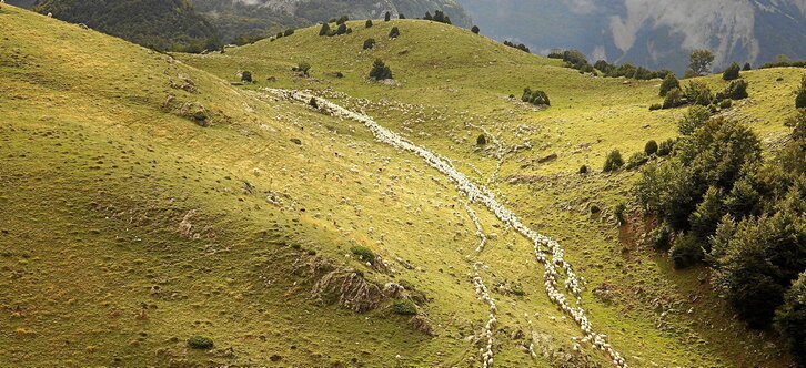 Eneko Egiguren posa en las antiguas escuelas de Erronkari, ubicación elegida para la próxima escuela de pastores. En la otra página, un rebaño de ovejas pasta en el Pirineo navarro.