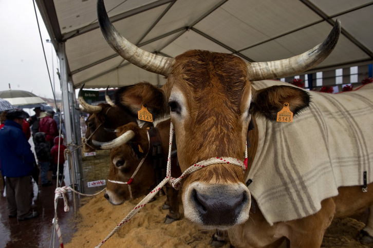 Ganadua Mungiako San Antontxu jaietan, artxiboko irudian.