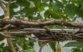 Hormigas transportando comida, en una imagen de archivo tomada en el Insectarium de Montreal. 