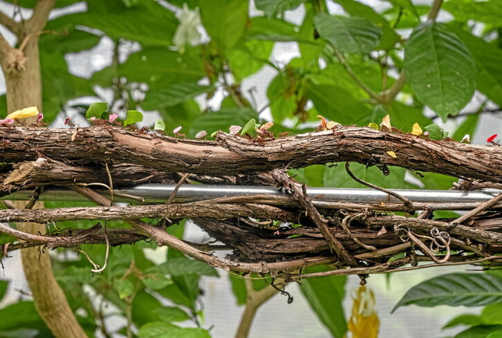 Hormigas transportan comida, en una imagen tomada en el Insectarium de Montreal.