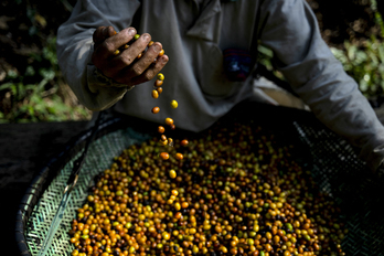 Un trabajador juega con granos de café en una plantación de Domingos Martins, en Espírito Santo, Brasil. 