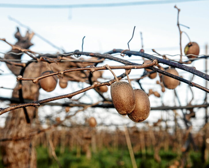 Una plantación de kiwi, en la localidad labortana de Gixune.