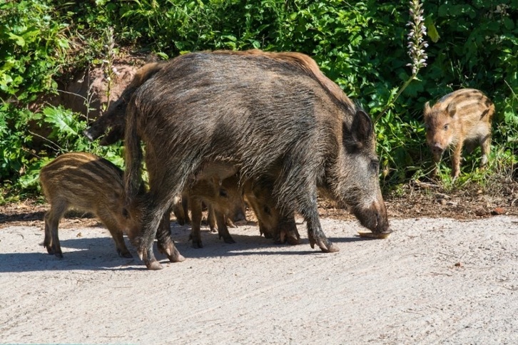 Como en otras zonas de Euskal Herria, la población de jabalíes se ha disparado en Gipuzkoa.