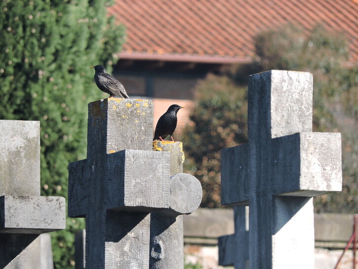 Pareja de estorninos en una tumba del cementerio de Bilbo.