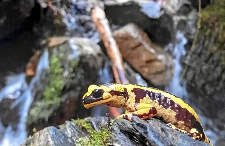 Una salamandra fotografiada por el equipo de Mikroklima durante la observación de un microhumedal.