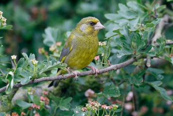 Certaines espèces d’oiseau sont menacées de disparition.