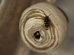 Liztor asiarraren habi bat, artxiboko irudian.