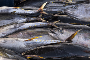 Ejemplares de atunes pescados en aguas de Cabo Verde.