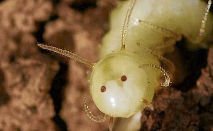 Termitaz «mozorrotuta» aurkitu duten euli urdinaren larba.