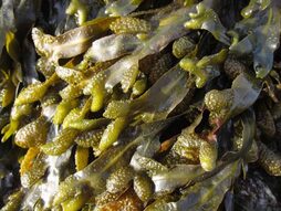 Alga arren zeluletan dagoen fukoidasna konplexua aztertu dute ikerlanean.