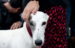 Txakur bat jabearekin, artxiboko irudian.