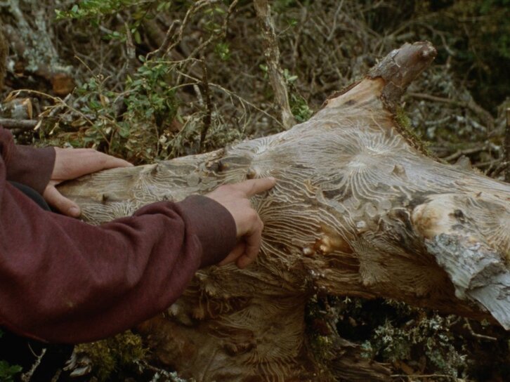 Fotograma de ‘Cambium’.