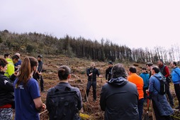 Muntton egindako zuhaitz landaketa, irudian.