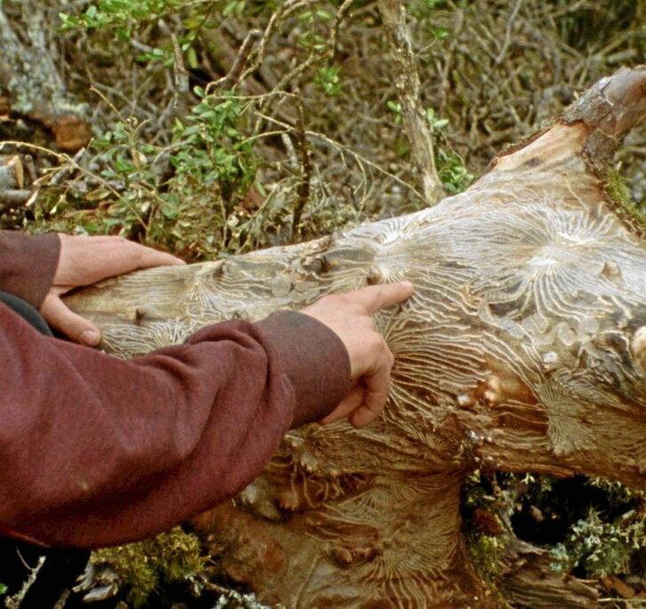 Fotograma de «Cambium», que documenta el proceso de transformación del bosque de Lakabe, e imagen de las autoras, Marina Lameiro y Maddi Barber.