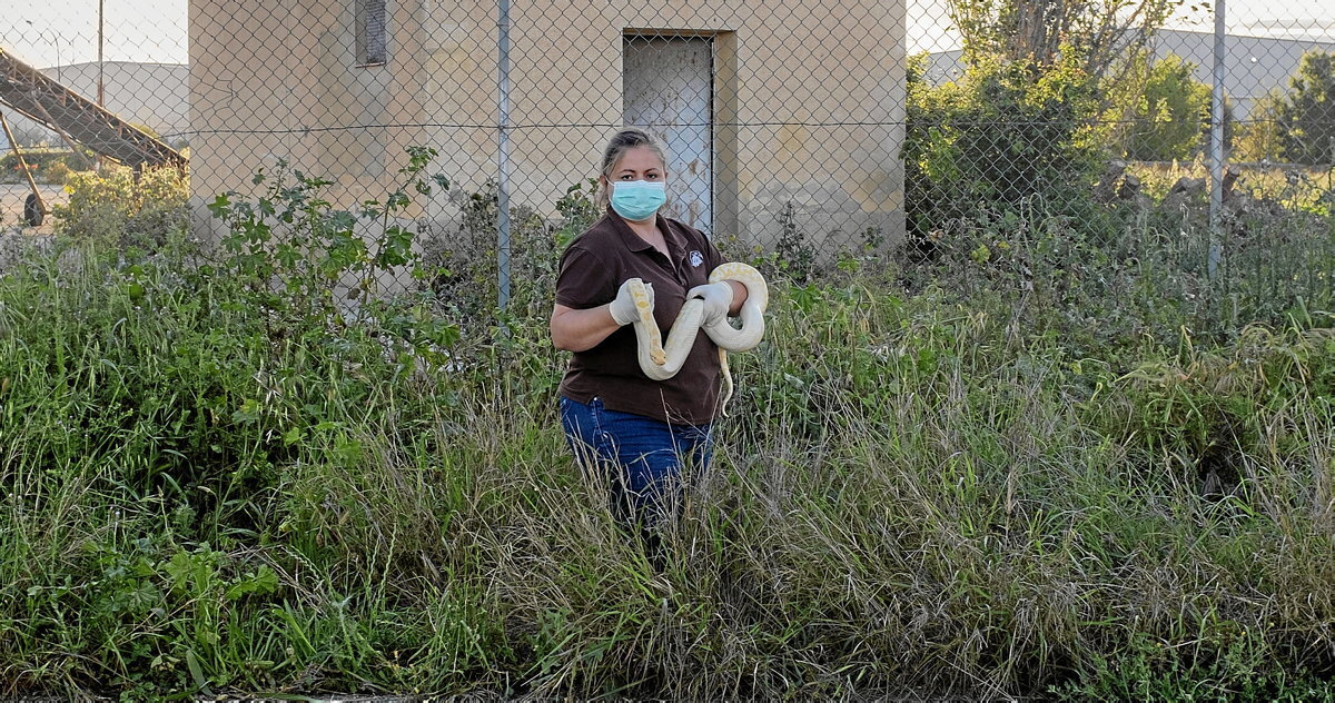 Beatriz, con su pitón albina Banana, en Zuera (Zaragoza).