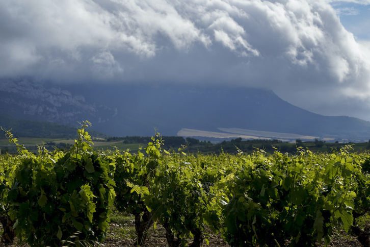 Nubarrones de nuevo sobre los viñedos vascos, como en la anterior legislatura de Trump.