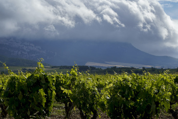 Nubarrones de nuevo sobre los viñedos vascos, como en la anterior legislatura de Trump.