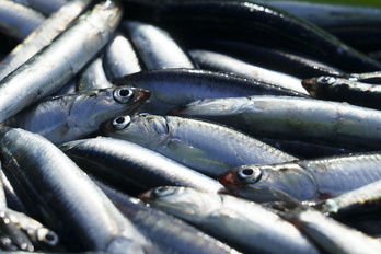 Anchoas en la lonja de Getaria en la campaña de 2023.