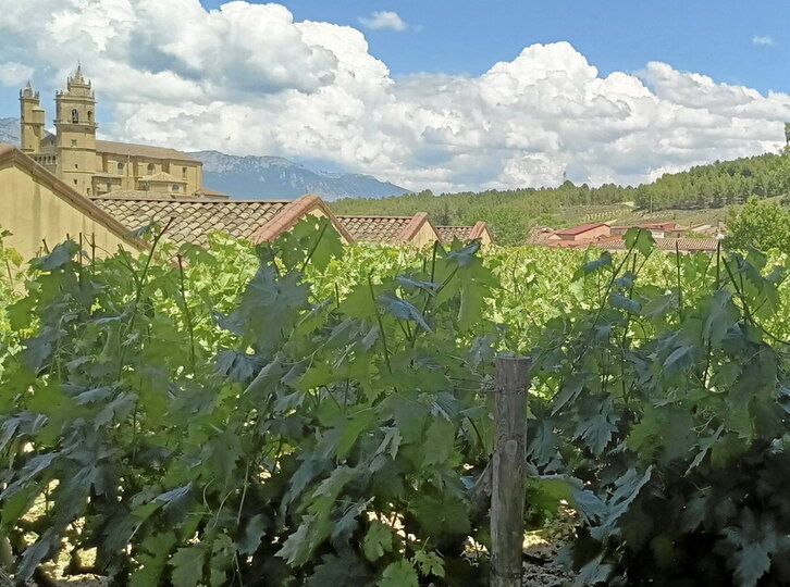Viñedos de la Rioja alavesa, en una imagen de archivo.