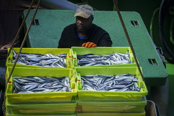 Descarga de anchoa en Getaria.