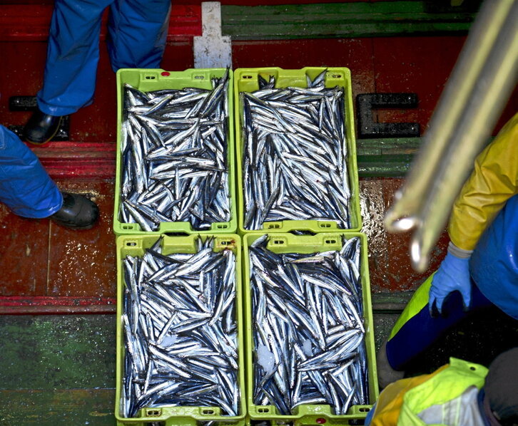 Imagen de archivo de capturas de anchoa en un barco de Getaria.