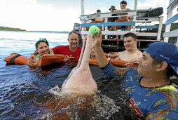 Terapia saio bat, Brasilgo Amazonian, izurde arrosa batek lagunduta.