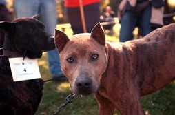 Enkarterrietako arraza den billano txakur bat, artxiboko irudian.