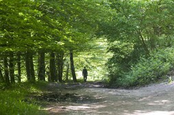 Basoen garrantziaz kontzientziatzeko jarduerak eta basoen onurak erakusteko ekimenak bilzten ditu Basoen Astea izeneko programak.