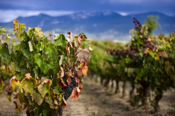 El vino sería uno de los principales afectados por los aranceles de Trump, ya que representa una parte importante de las exportaciones a EEUU.