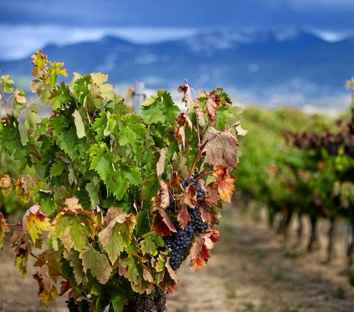 Imagen de archivo de un viñedo.